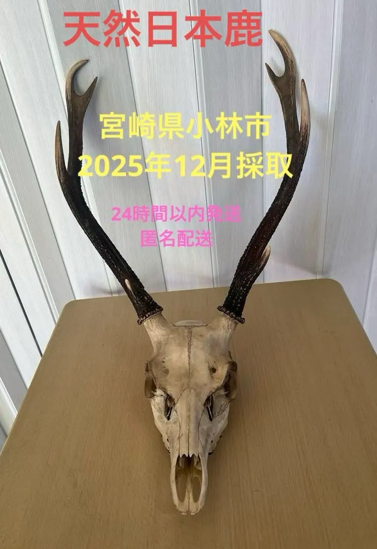 2026年最新】鹿 角 トロフィーの人気アイテム - メルカリ