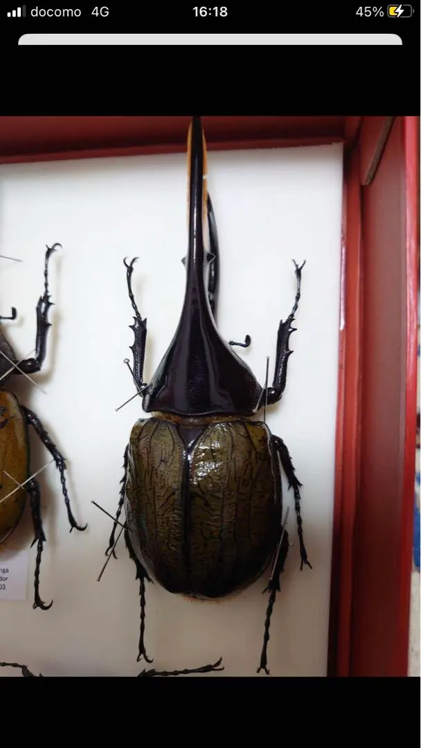 2026年最新】リッキー 標本の人気アイテム - メルカリ