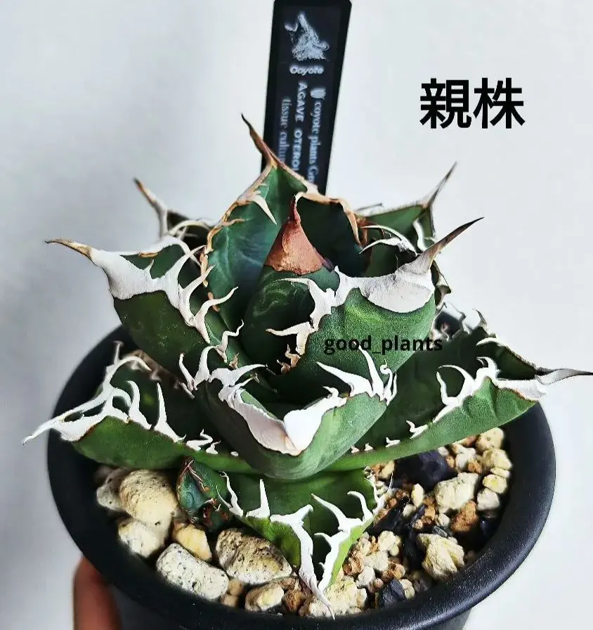 2026年最新】シチリア アガベの人気アイテム - メルカリ