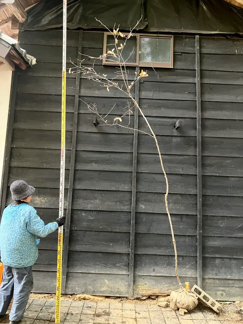 2026年最新】山採り ヤマコウバシの人気アイテム - メルカリ