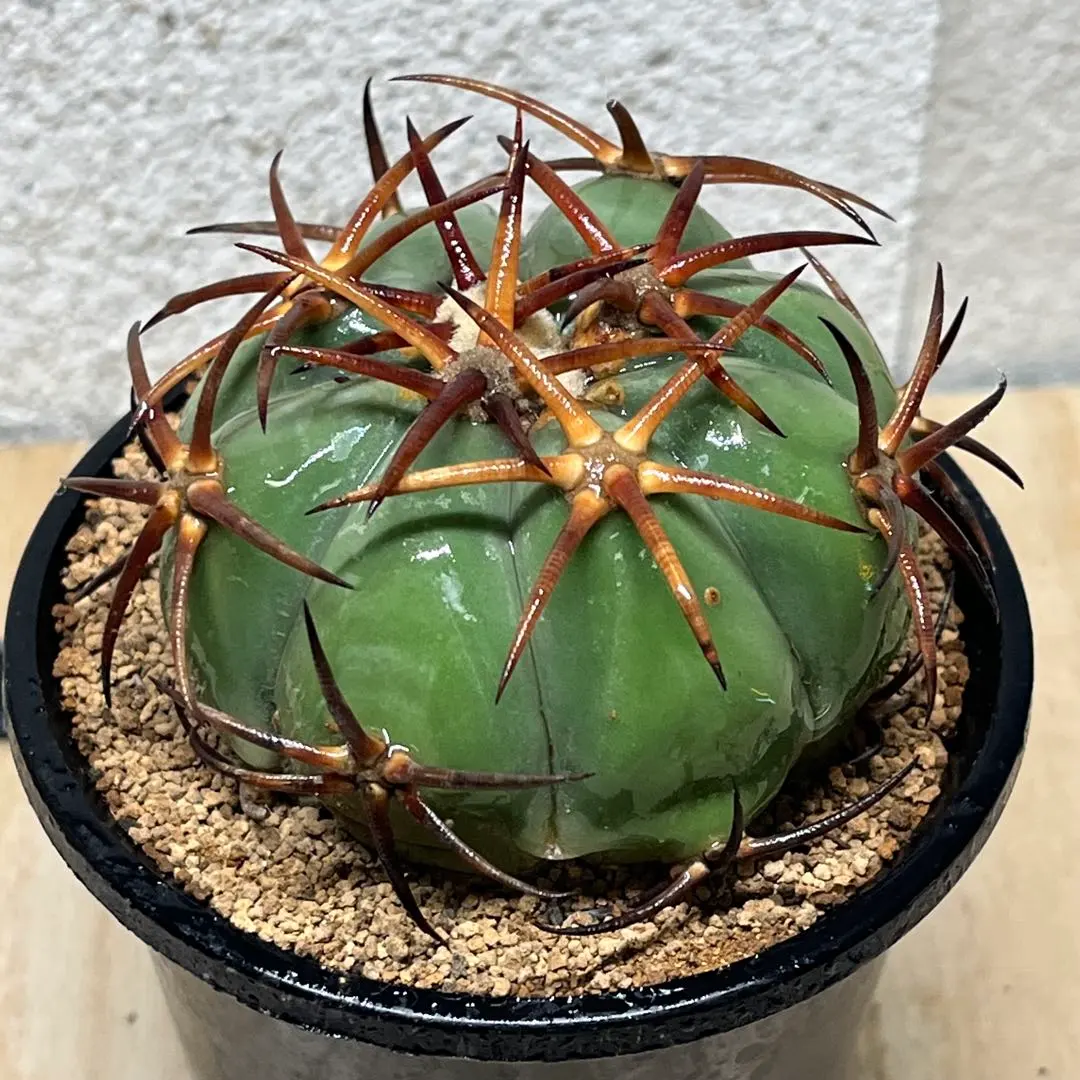 2026年最新】花王丸 サボテンの人気アイテム - メルカリ