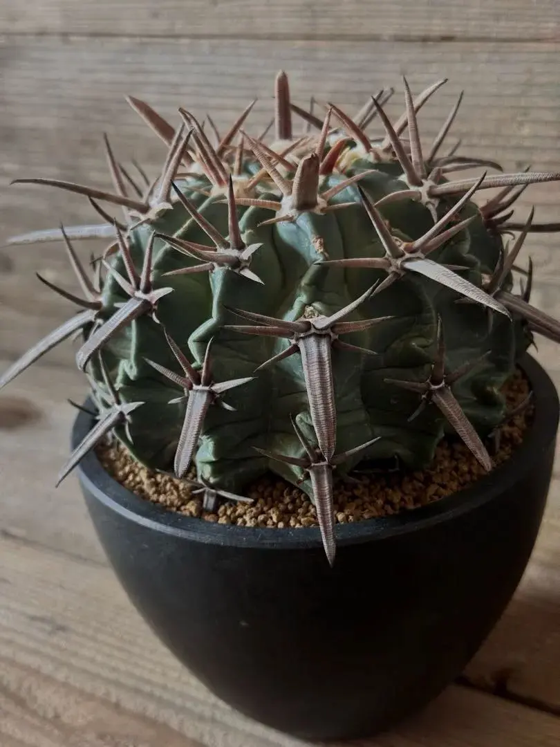 2026年最新】サボテン 綾波の人気アイテム - メルカリ