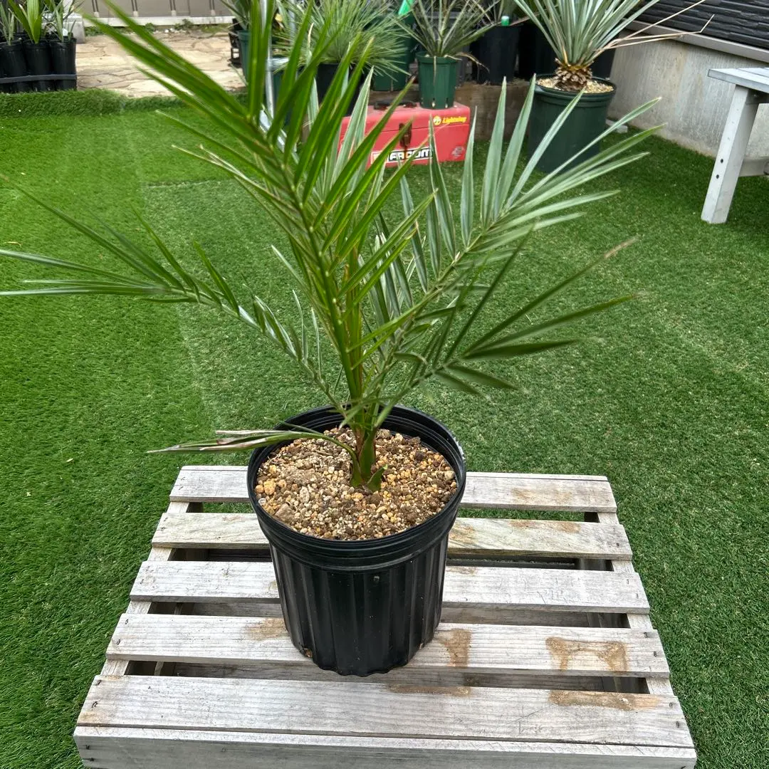 2026年最新】チャメロプスの人気アイテム - メルカリ