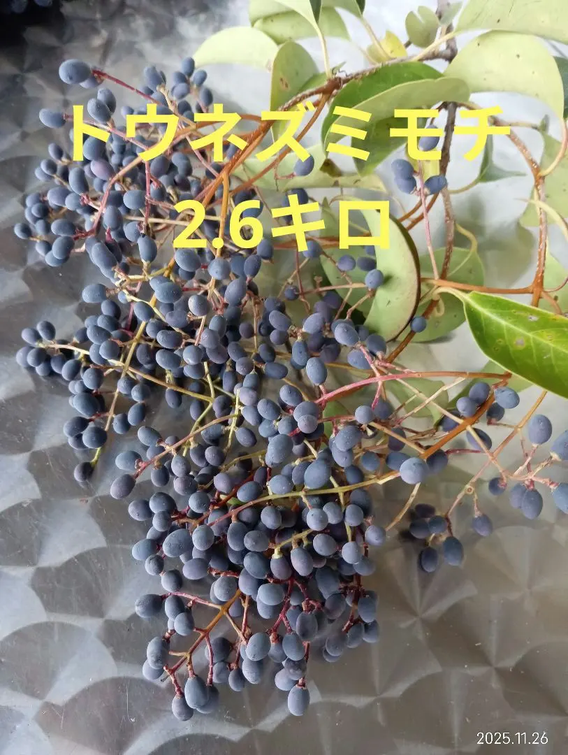 2026年最新】トウネズミモチの実の人気アイテム - メルカリ