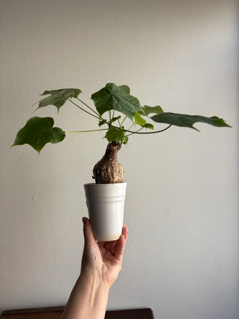 2026年最新】フィルミアナの人気アイテム - メルカリ