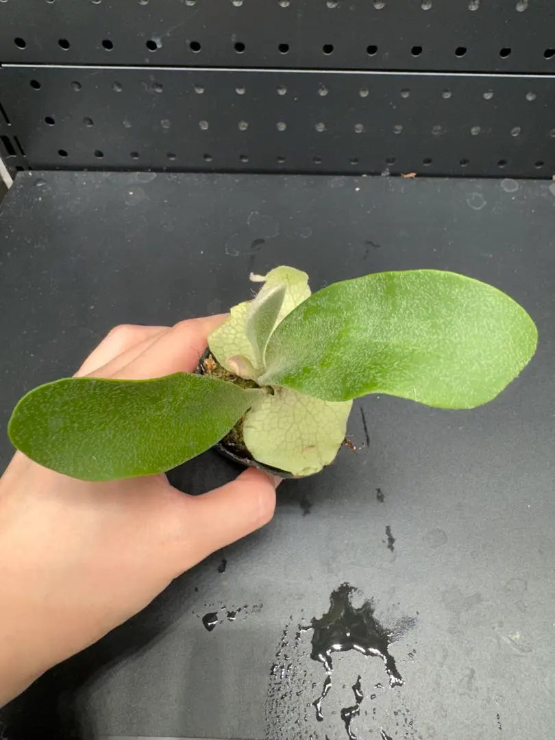 2026年最新】Akki ビカクシダの人気アイテム - メルカリ