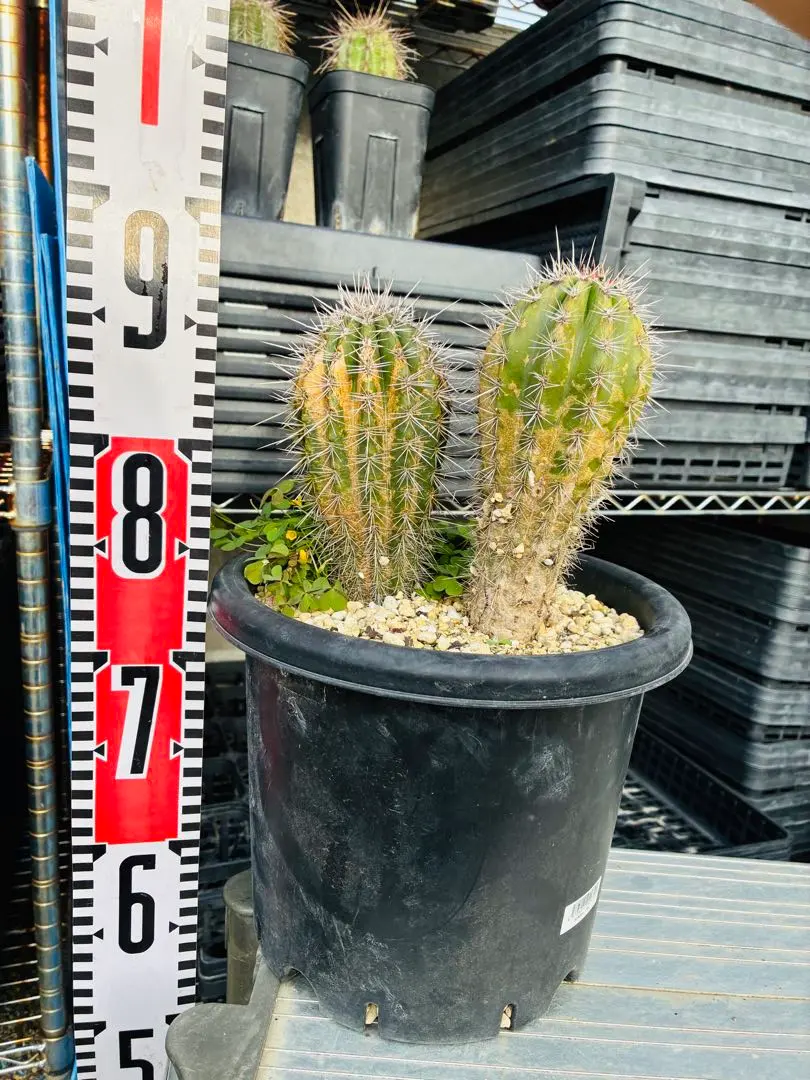 2026年最新】武倫柱の人気アイテム - メルカリ