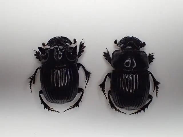 2026年最新】ダイコクコガネ 標本の人気アイテム - メルカリ