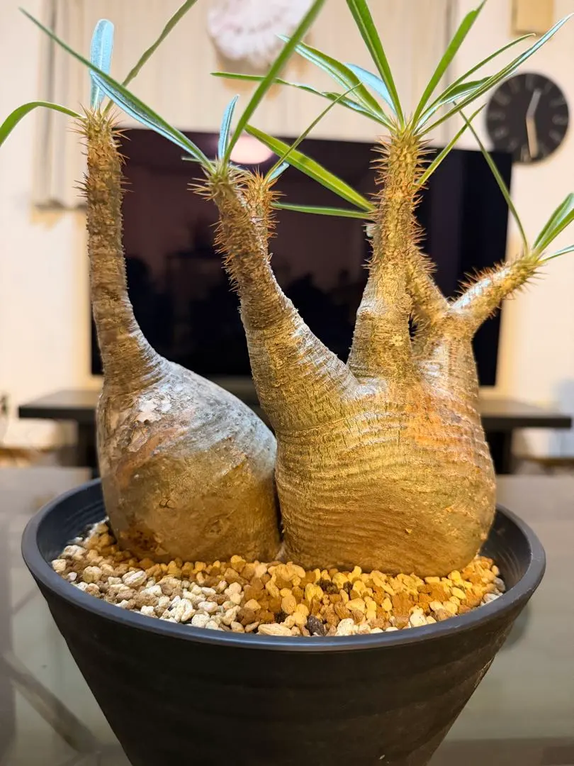 2026年最新】グラキリス 2頭の人気アイテム - メルカリ