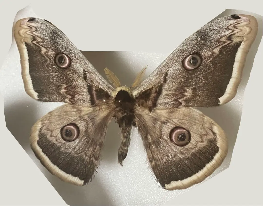 2026年最新】クジャクヤママユ 標本の人気アイテム - メルカリ