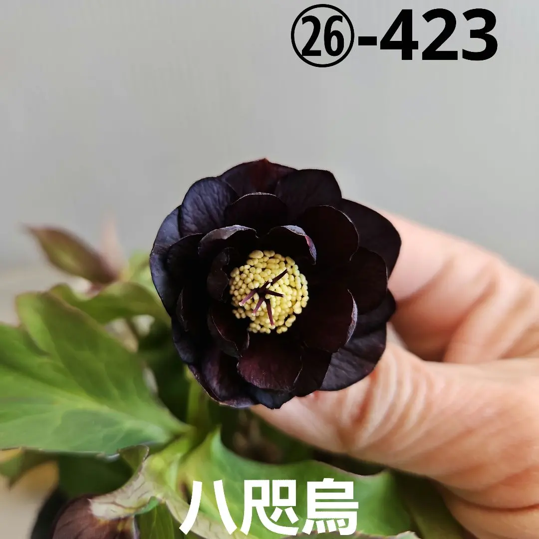 2026年最新】八咫烏 クリスマスローズの人気アイテム - メルカリ