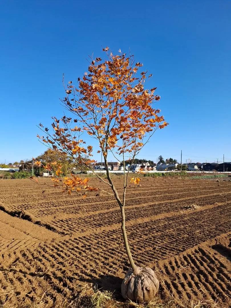 2026年最新】コハウチワカエデ 天然の人気アイテム - メルカリ