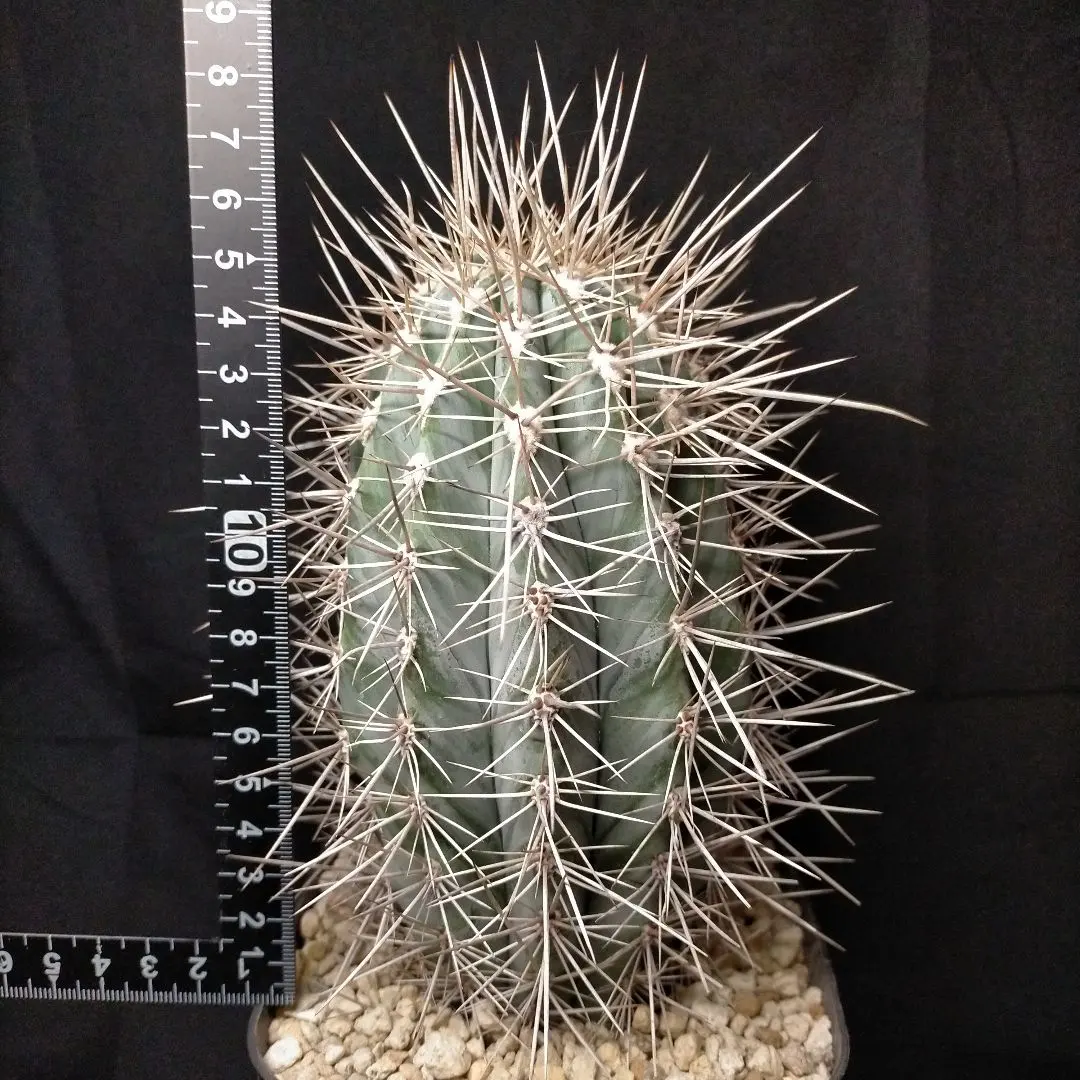 2026年最新】武倫柱の人気アイテム - メルカリ