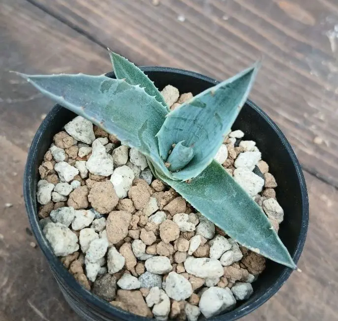 2026年最新】オバティフォリア フロスティブルーの人気アイテム - メルカリ