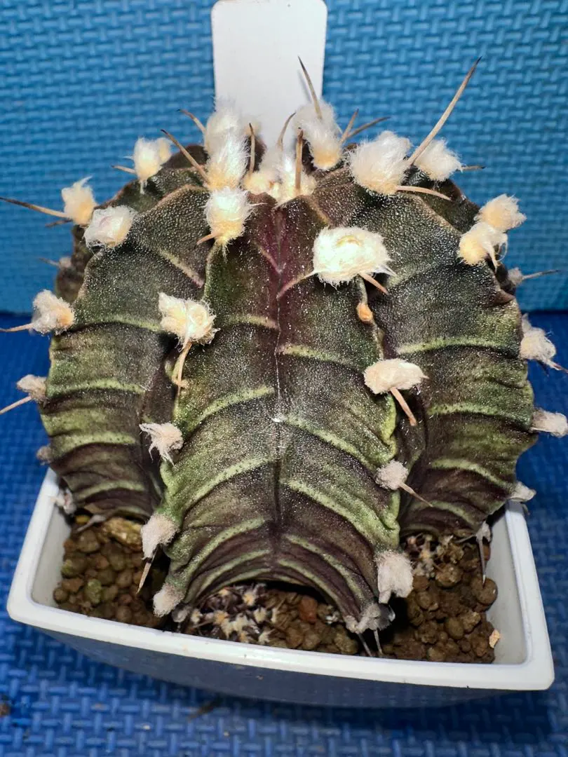 2026年最新】lb2178の人気アイテム - メルカリ