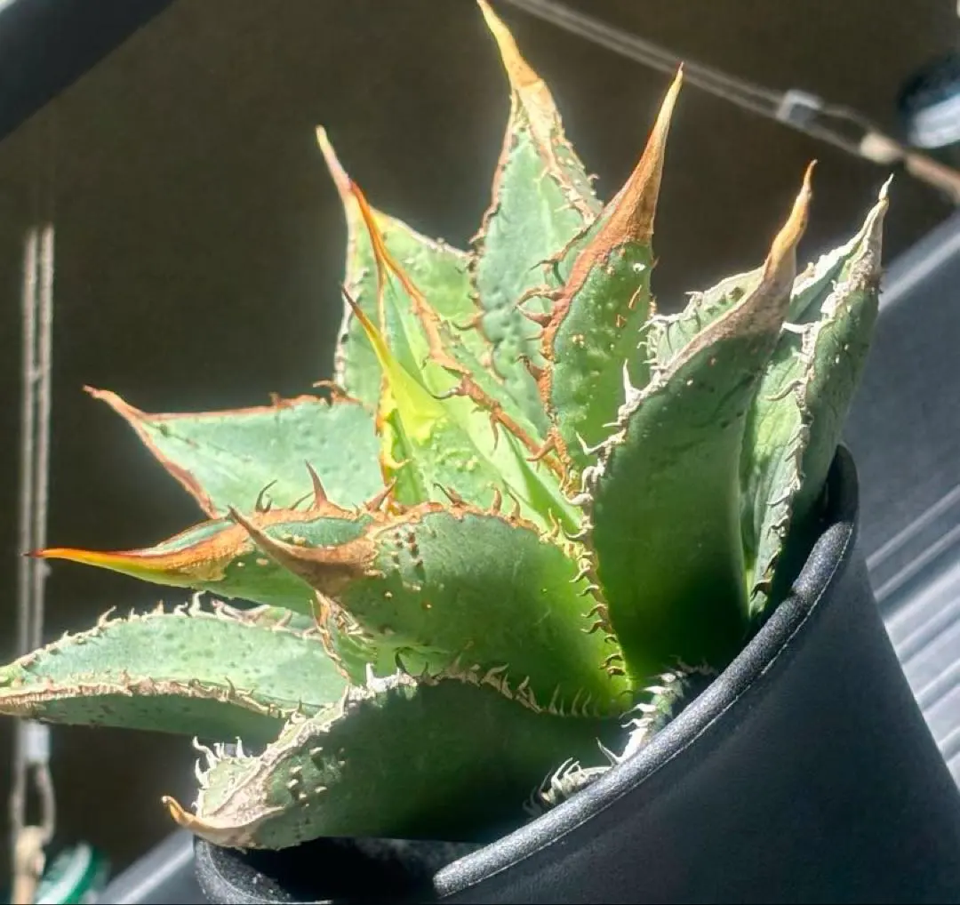 2026年最新】アガベチタノタ金蟾王の人気アイテム - メルカリ