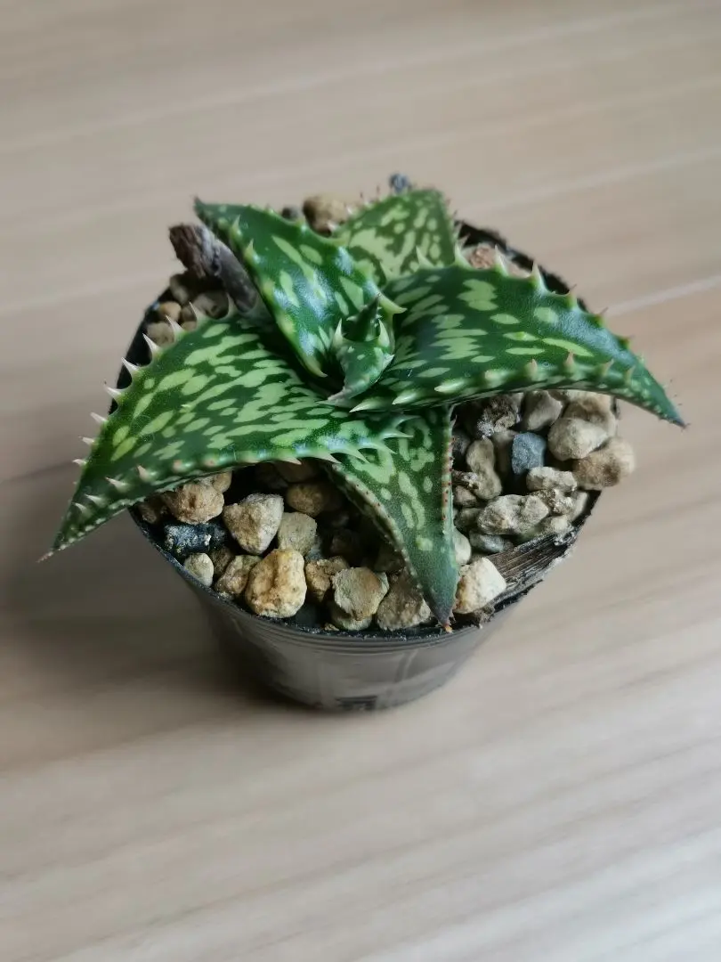 2026年最新】ヘミンギーの人気アイテム - メルカリ