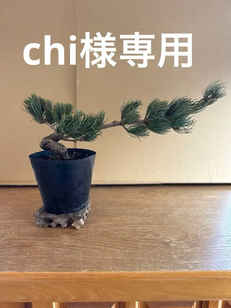 2026年最新】銀八房五葉松の人気アイテム - メルカリ