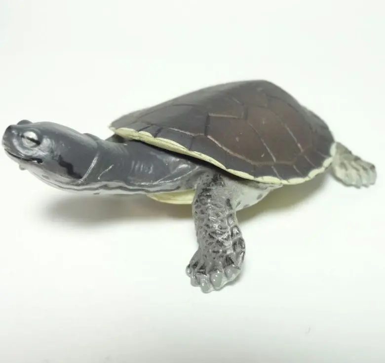 2026年最新】ネイチャー ミドリガメの人気アイテム - メルカリ