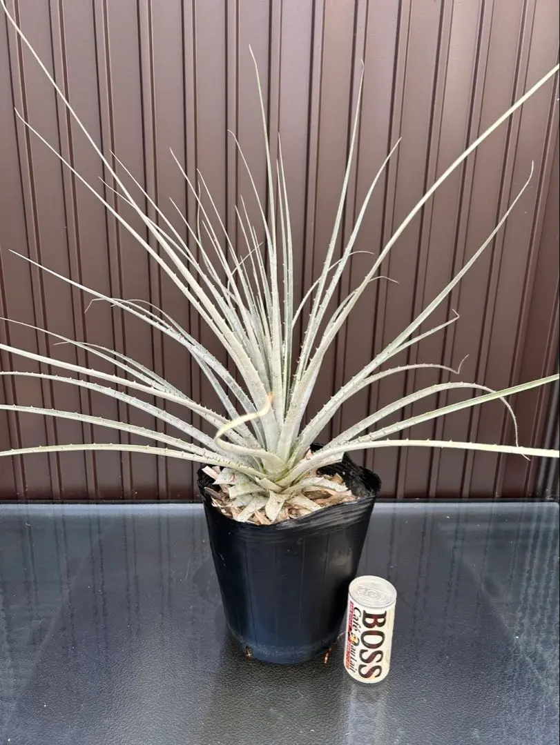 2026年最新】プヤ セルーレアの人気アイテム - メルカリ