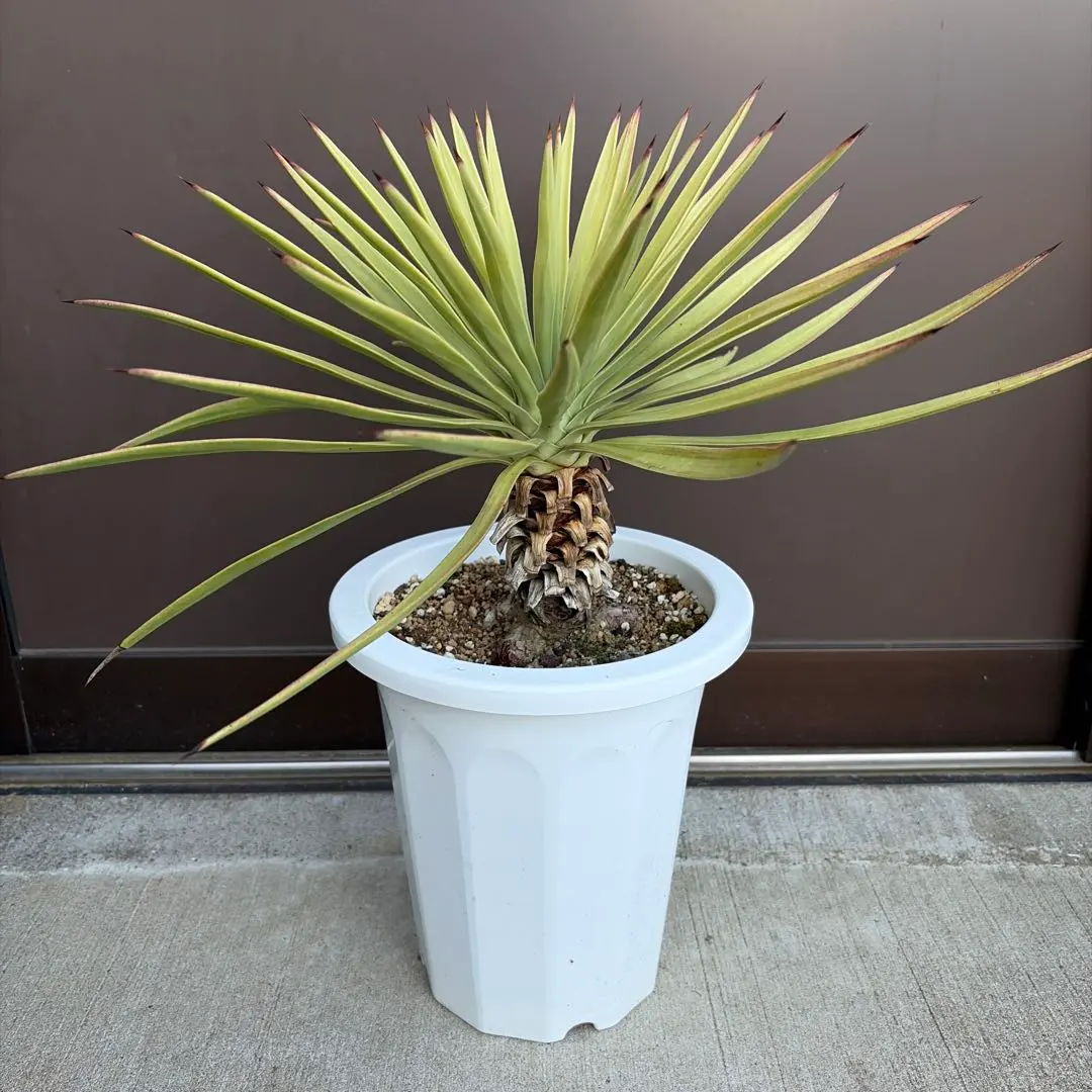 2026年最新】アロイフォリア 斑入りの人気アイテム - メルカリ