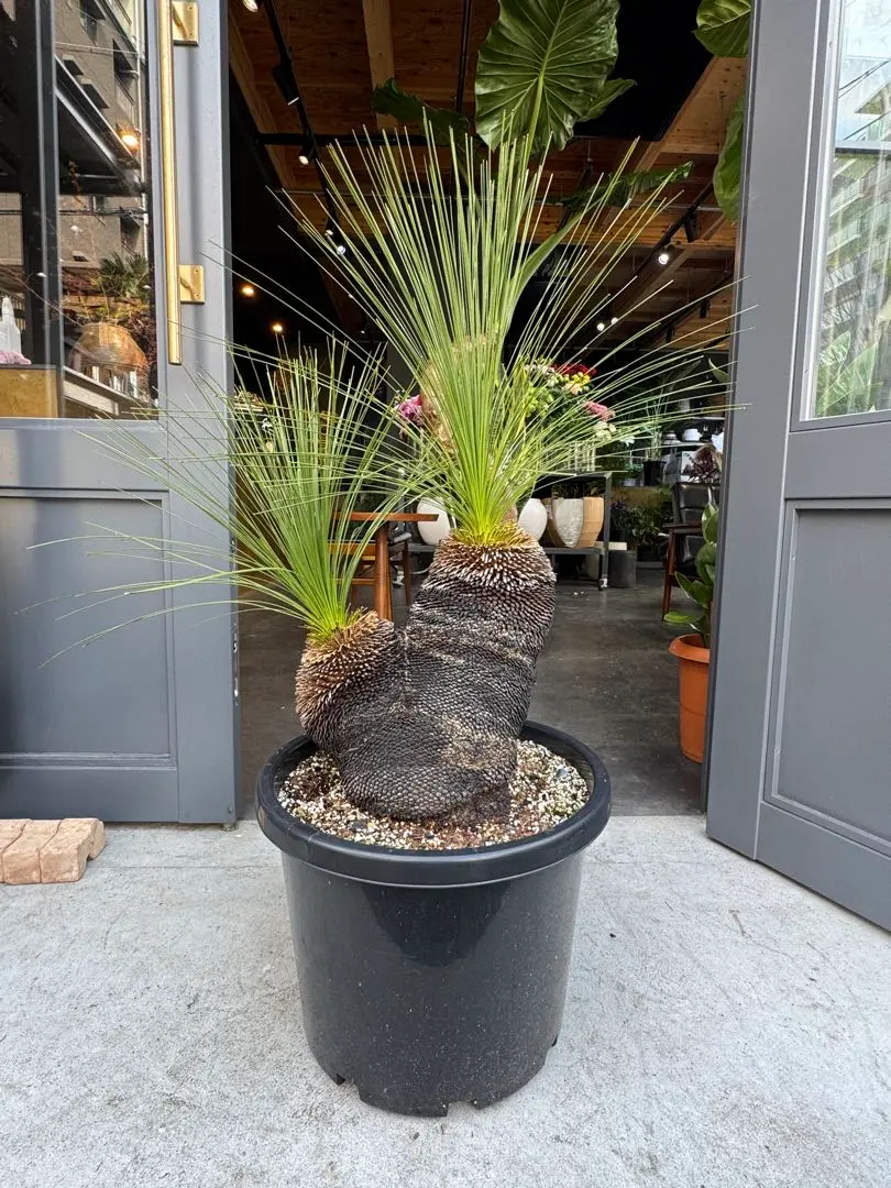 2026年最新】クサントロエア ジョンソニーの人気アイテム - メルカリ