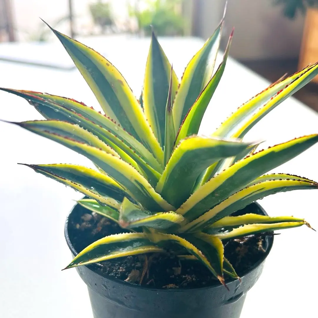 2026年最新】サングロー アガベの人気アイテム - メルカリ