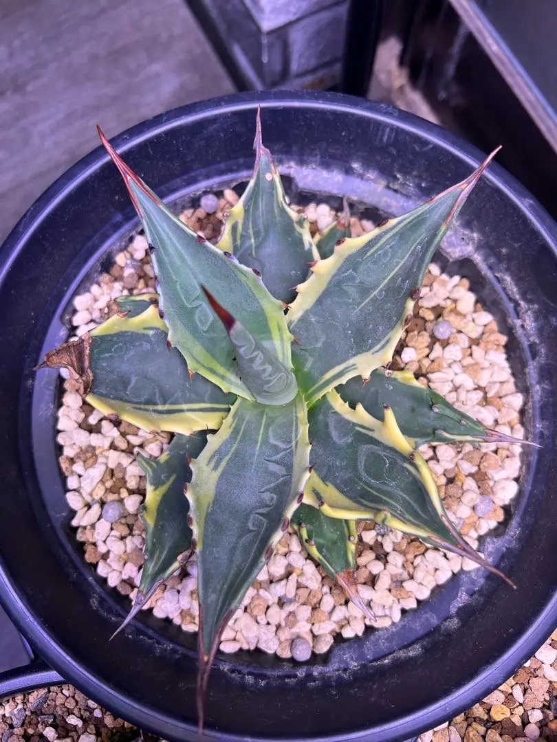 2026年最新】アガベ モンタナ ティファニーの人気アイテム - メルカリ