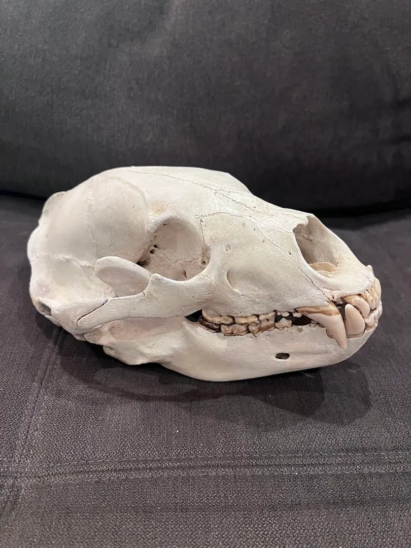 2026年最新】ツキノワグマ 骨の人気アイテム - メルカリ