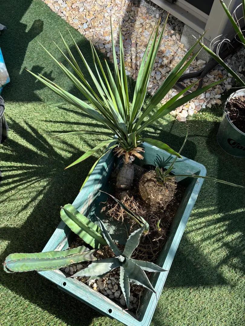 2026年最新】ユッカフィリフェラの人気アイテム - メルカリ