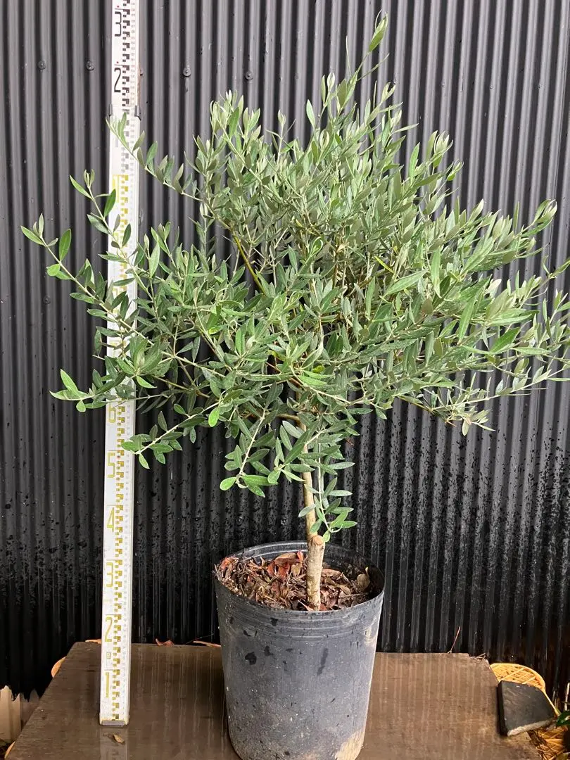 2026年最新】オリーブの木 ピクアルの人気アイテム - メルカリ