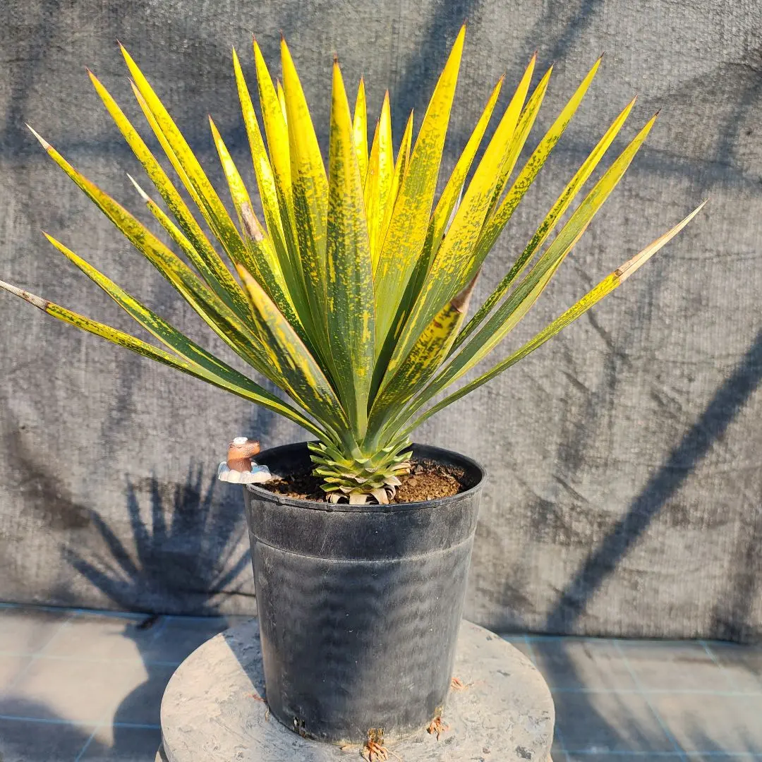 2026年最新】ユッカ グロリオサ 散り斑の人気アイテム - メルカリ