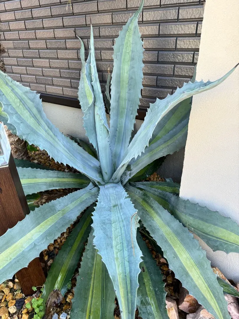 2026年最新】アガベ アメリカーナ・エクスパンサの人気アイテム - メルカリ