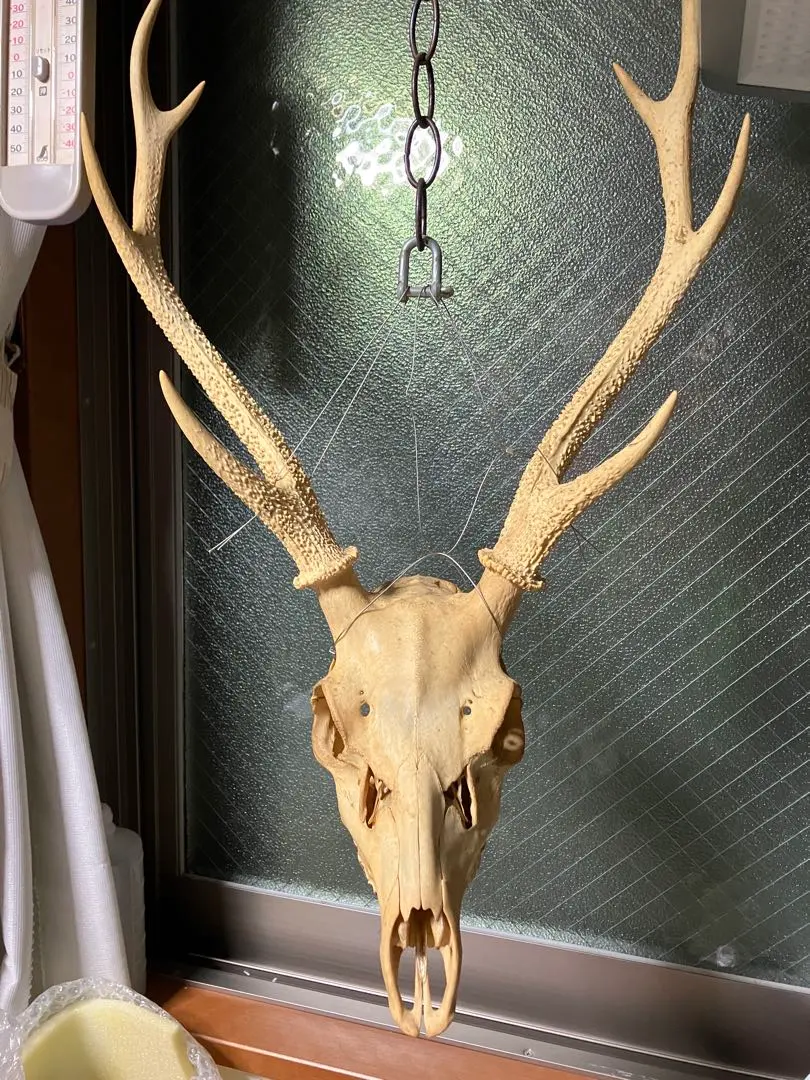 m73572062385_1.jpg?1765035182