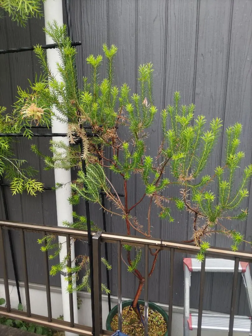 2026年最新】ヒースバンクシアの人気アイテム - メルカリ