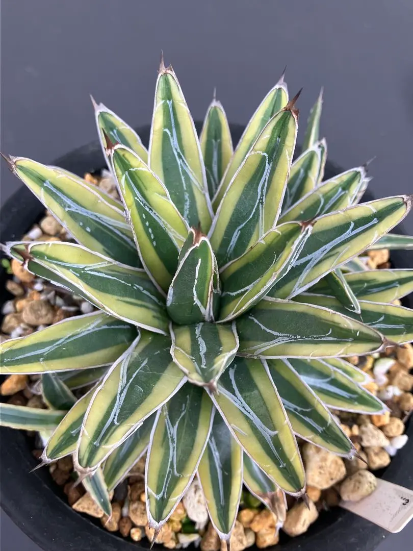 2026年最新】アガベ笹の雪虎斑の人気アイテム - メルカリ