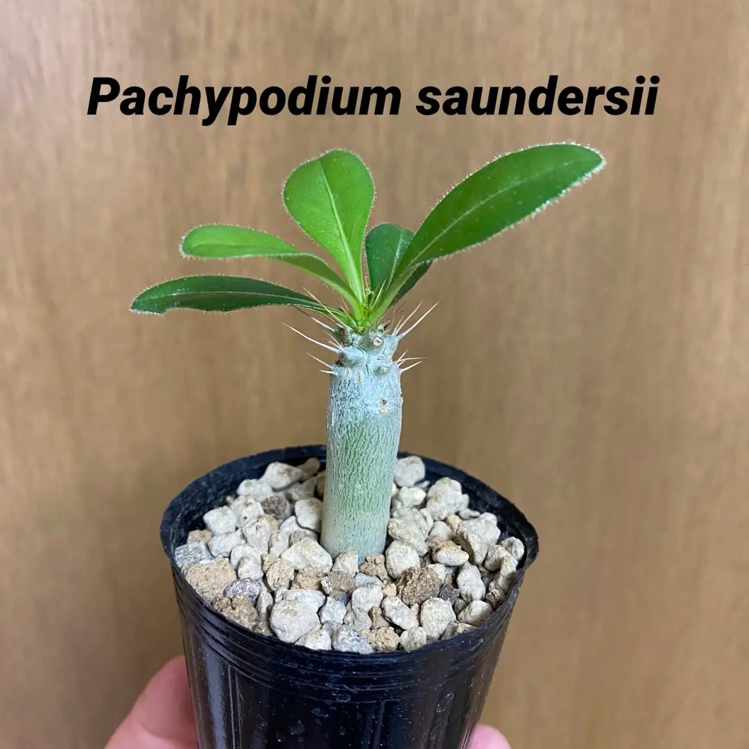 2026年最新】サンデルシー パキポディウムの人気アイテム - メルカリ