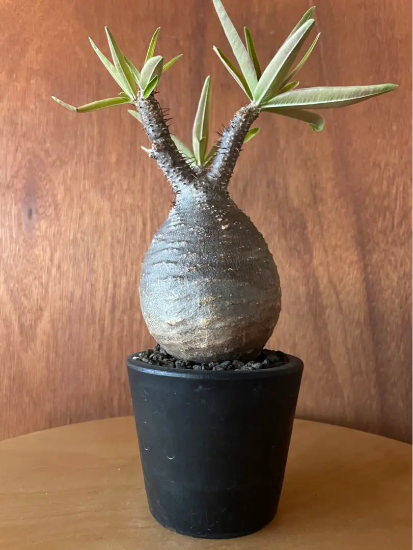 2026年最新】サンデルシー パキポディウムの人気アイテム - メルカリ