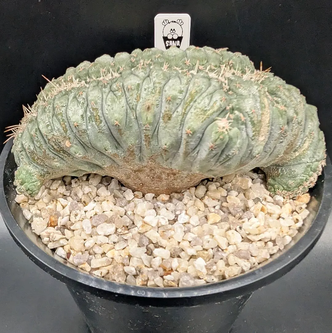 2026年最新】菊水綴化の人気アイテム - メルカリ