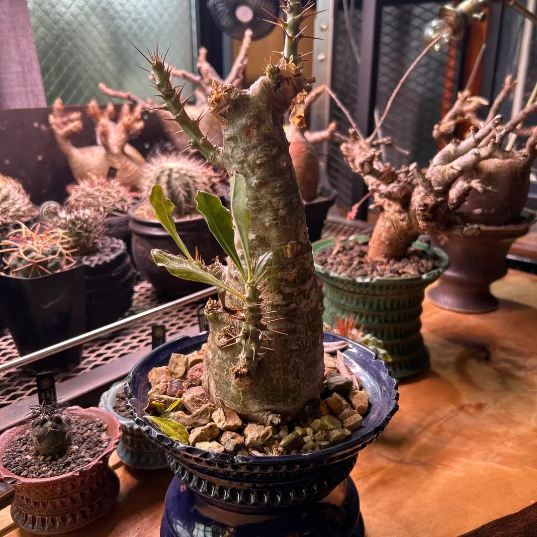 2026年最新】サンデルシー パキポディウムの人気アイテム - メルカリ