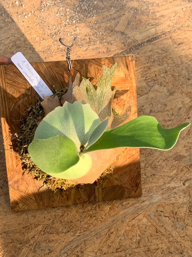 2026年最新】ハクナマタタ ビカクシダの人気アイテム - メルカリ