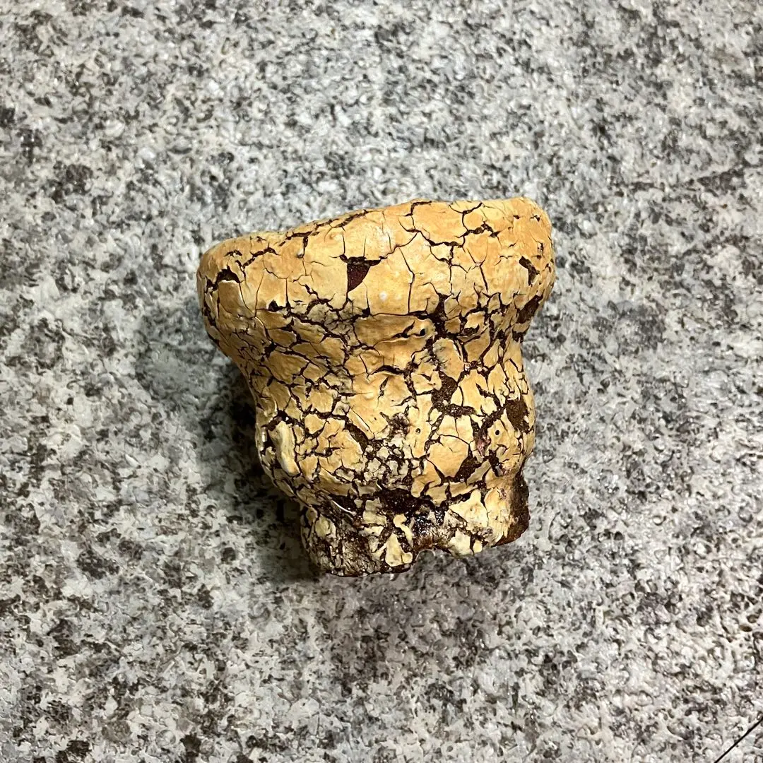 2026年最新】阪本健 鉢の人気アイテム - メルカリ