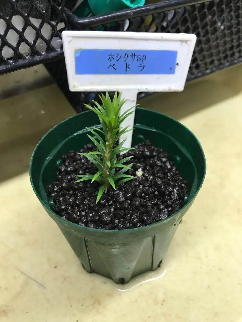 2026年最新】ホシクサspの人気アイテム - メルカリ