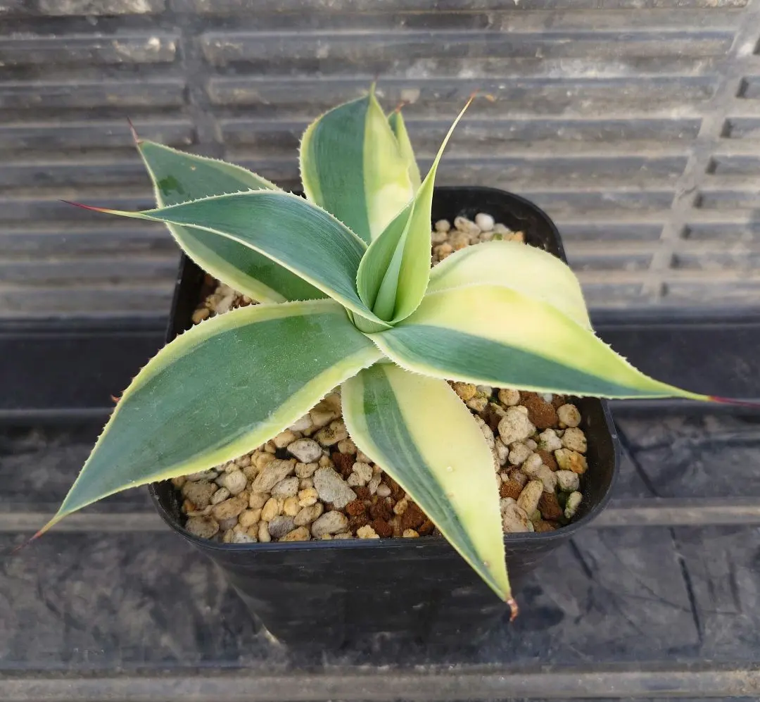 2026年最新】ハーフムーン アガベの人気アイテム - メルカリ