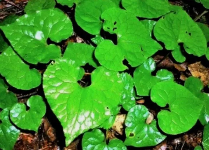 2026年最新】フタバアオイの人気アイテム - メルカリ