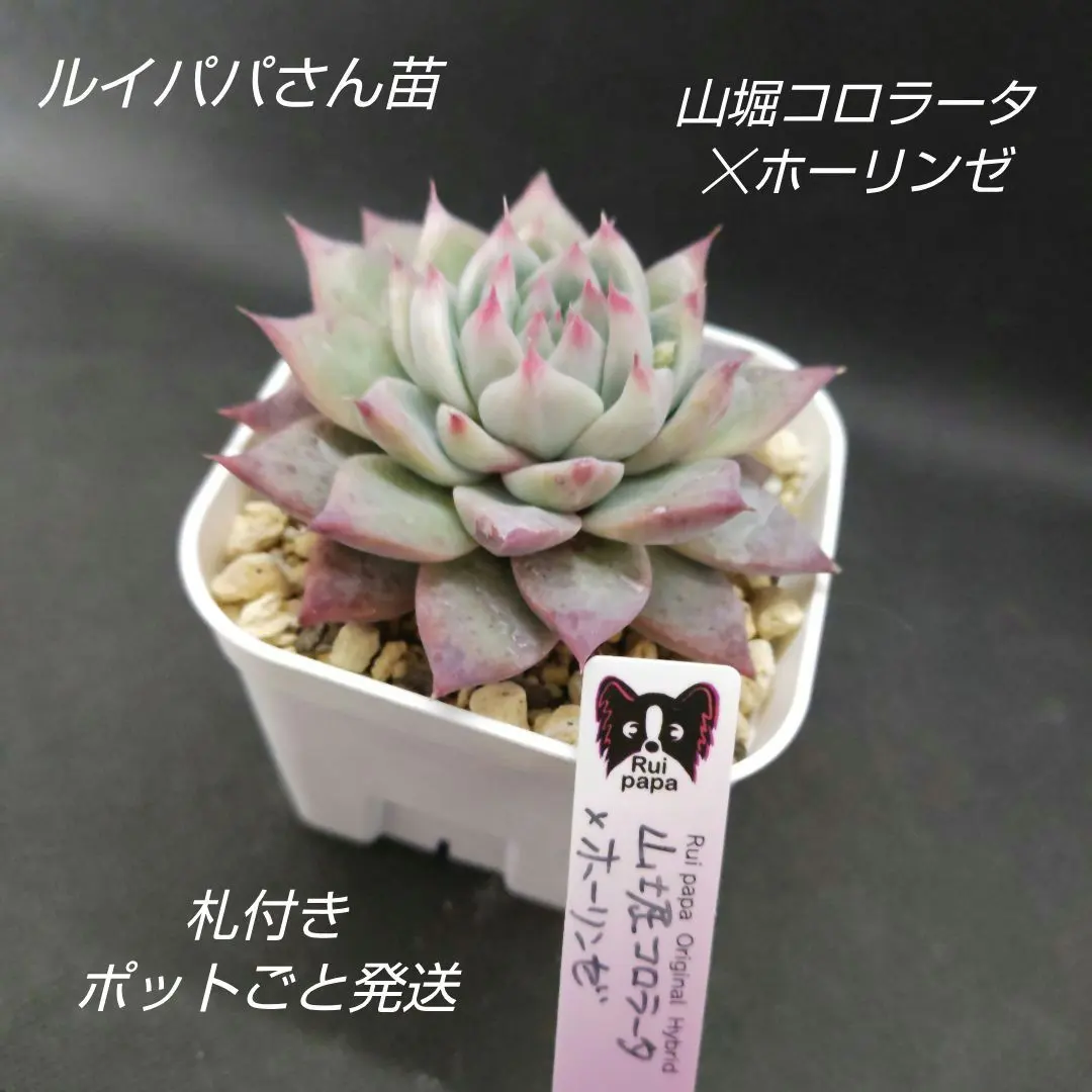 2026年最新】ルイパパさん苗の人気アイテム - メルカリ