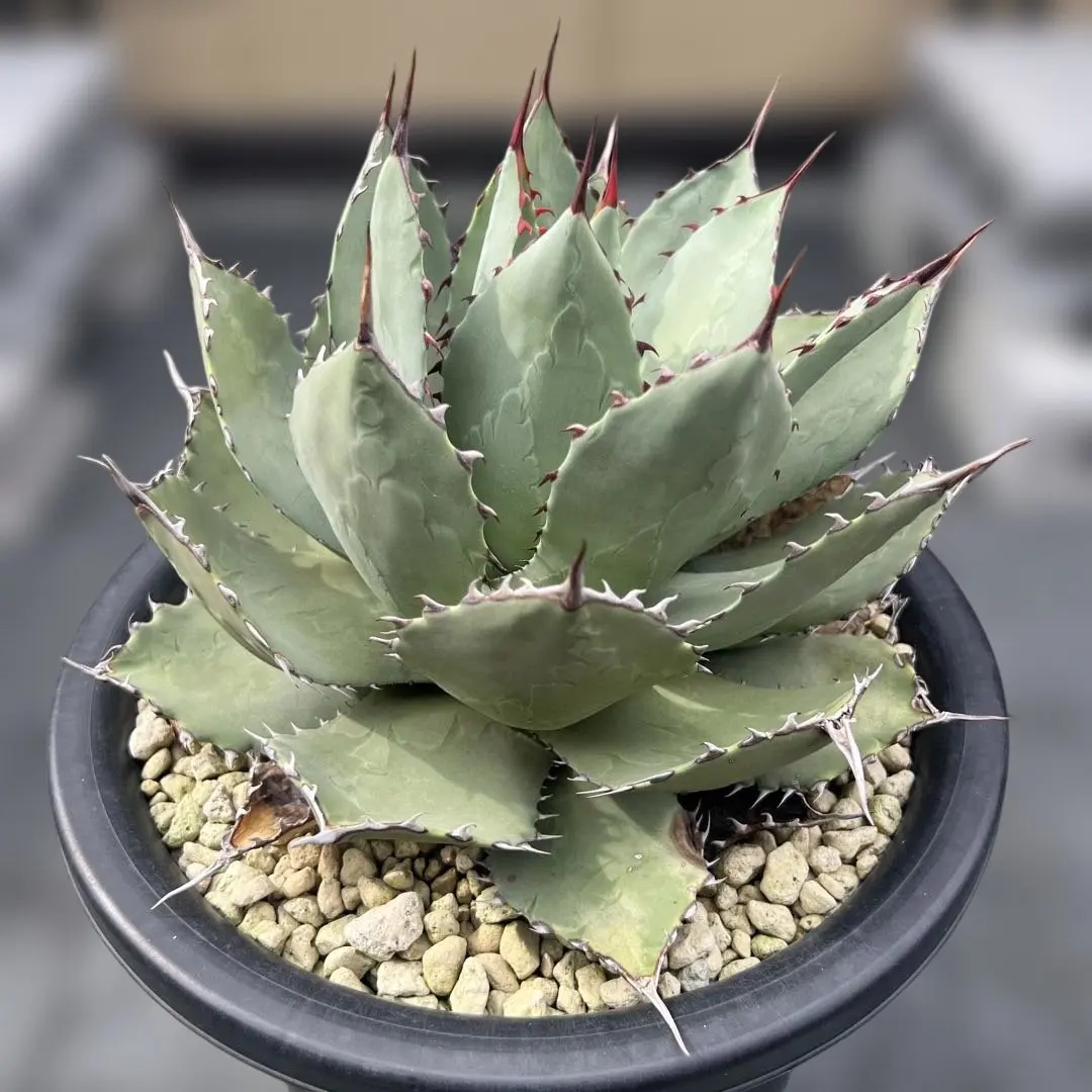 2026年最新】パリーハイブリッドの人気アイテム - メルカリ