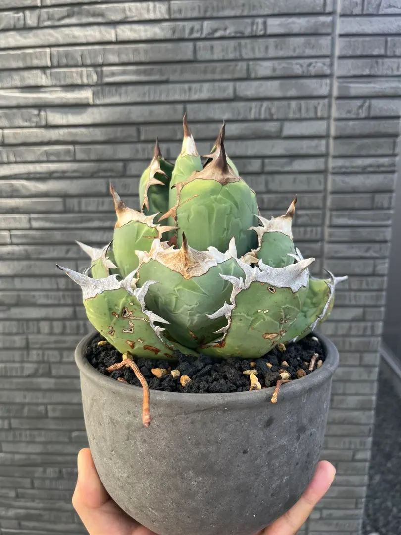 2026年最新】オアハカ オテロイ 現地球の人気アイテム - メルカリ