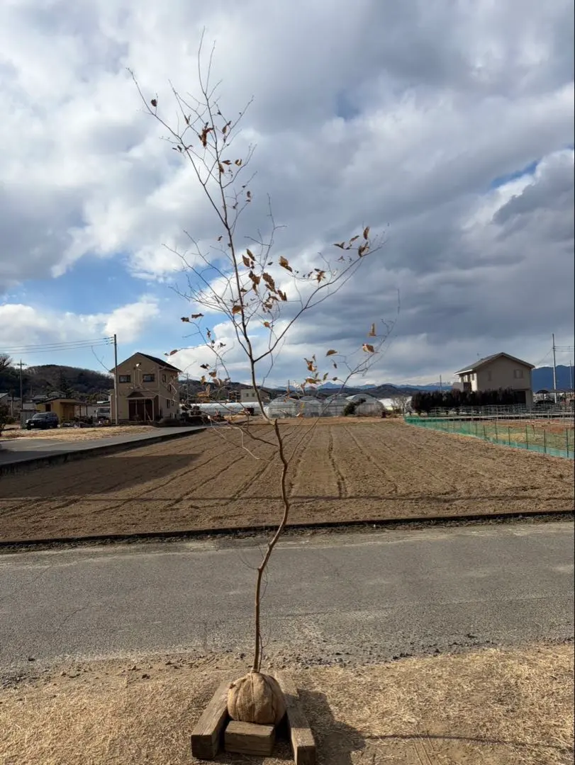 2026年最新】山採り ヤマコウバシの人気アイテム - メルカリ