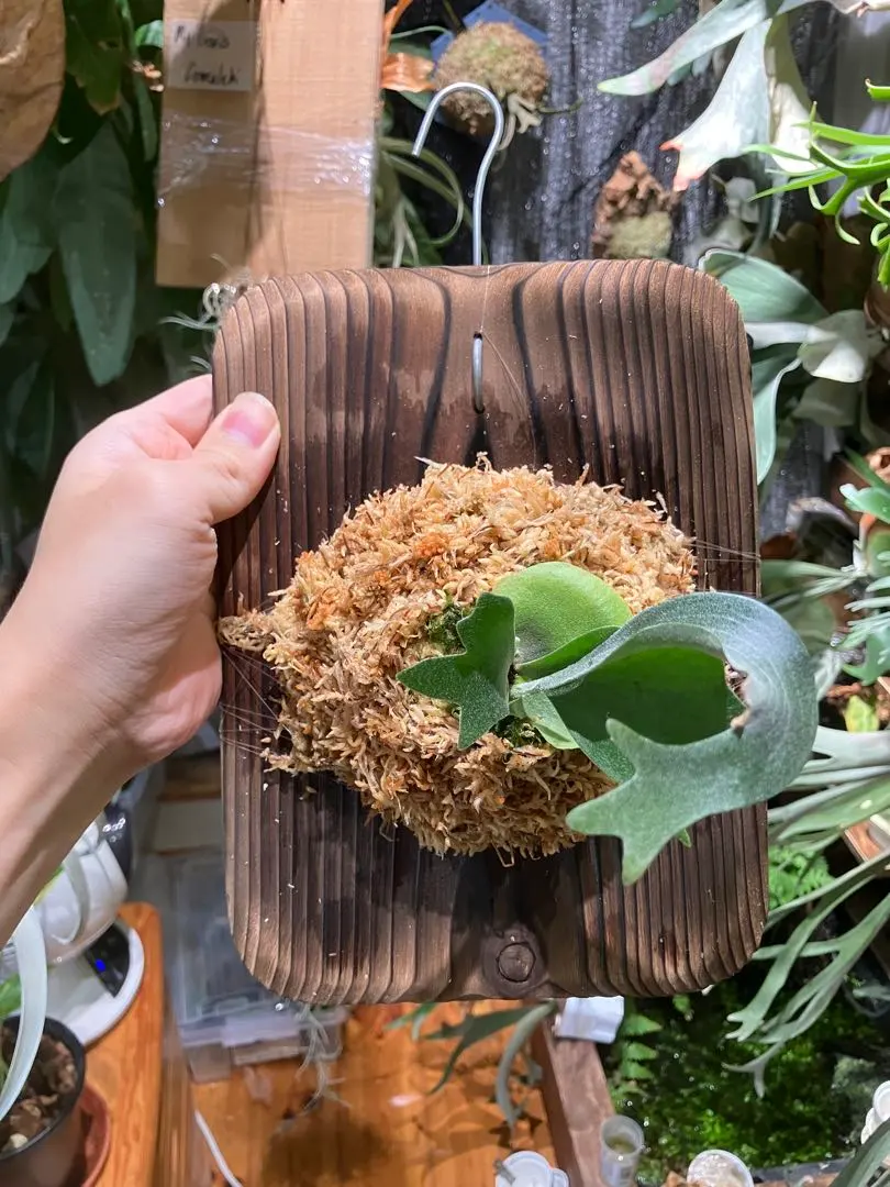 2026年最新】Popcorn ビカクシダの人気アイテム - メルカリ